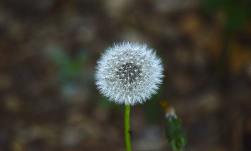 Dandelion seed head