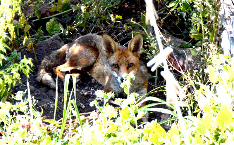 fox
                                          in my garden