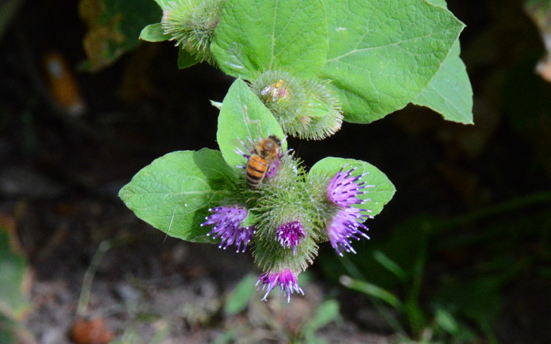 bee
                                          on a spiky flowered shrub