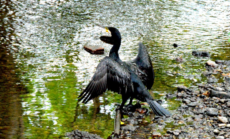 unknown bird