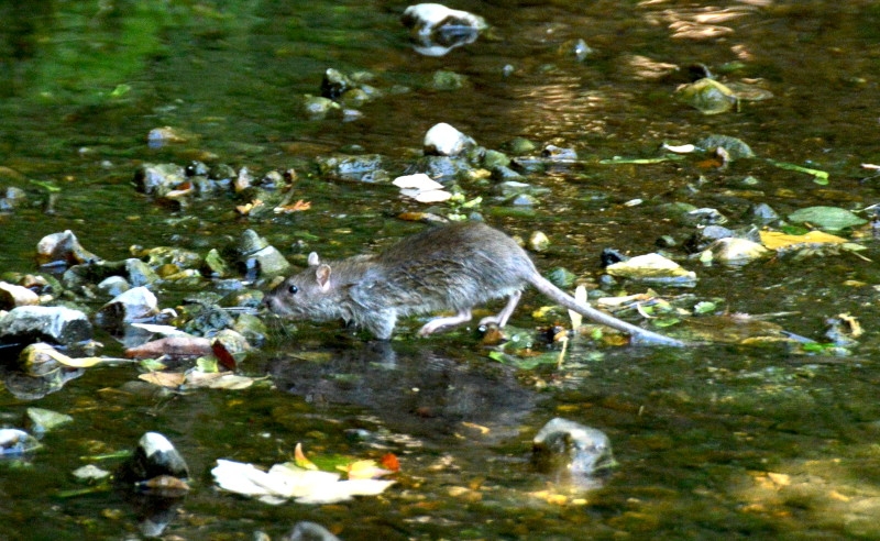 ratty
