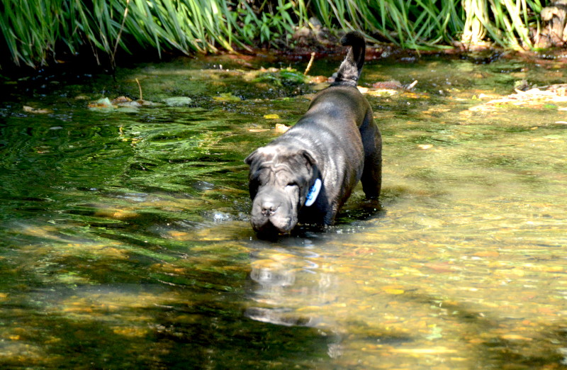 hippo