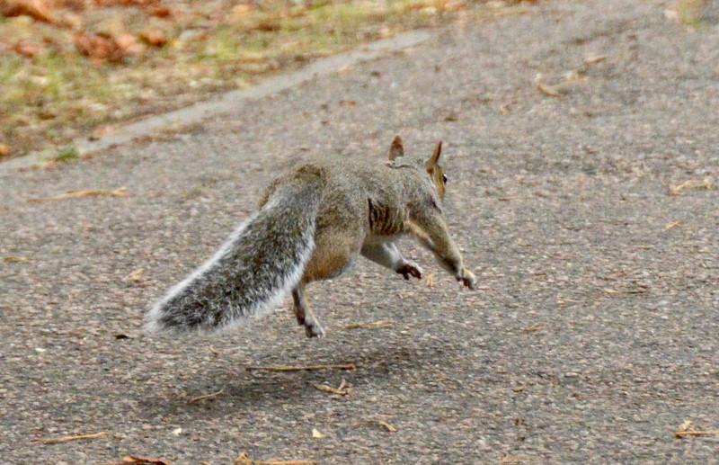 squirrel running along
                                          the path
