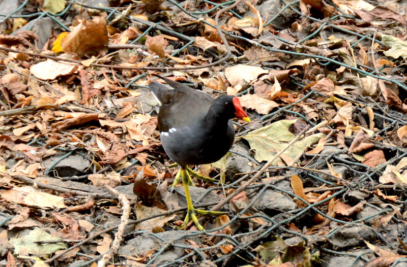 moorhen