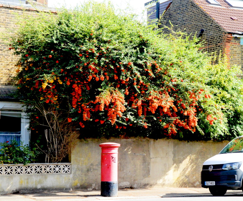 loads of red berries