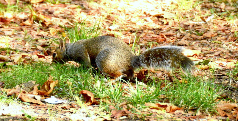 uncooportive squirrel