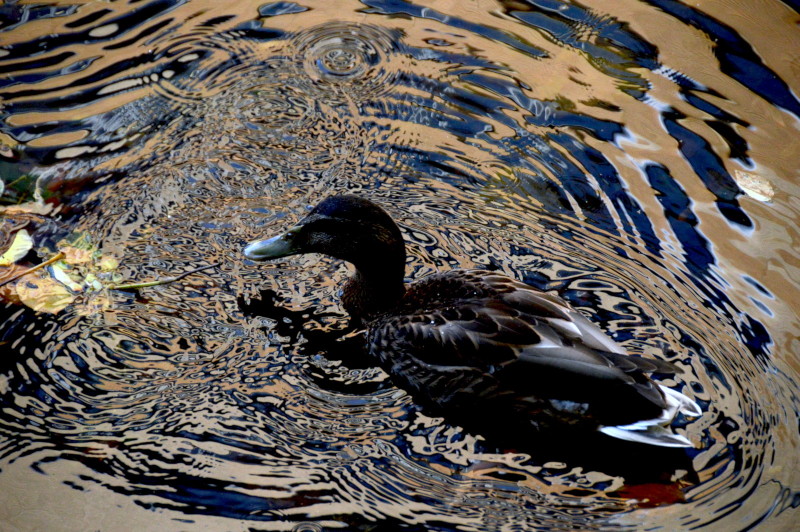 duck
                                          and ripples