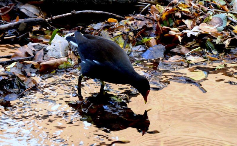 Moorhen and it's shadow
