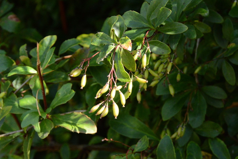 tree
                                          seeds
