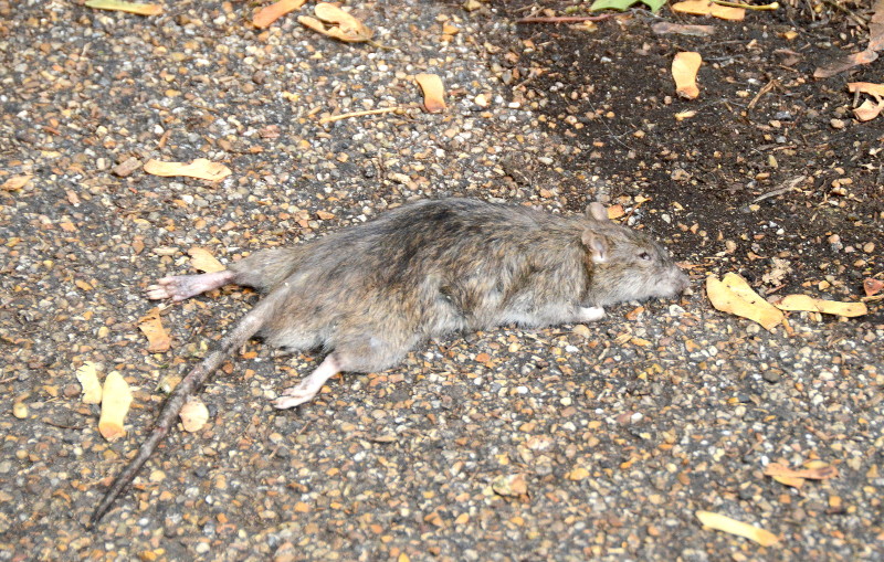 dead
                                          rat