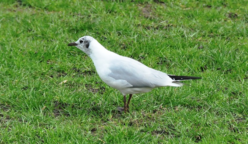 grey
                                          headed gull