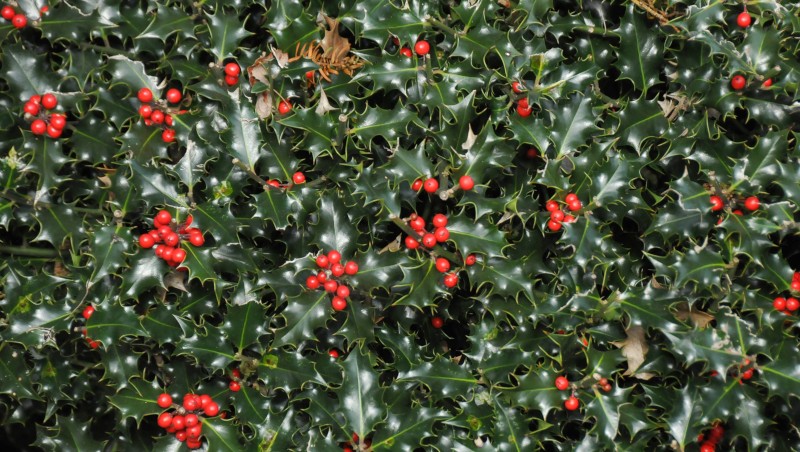 holly and berries