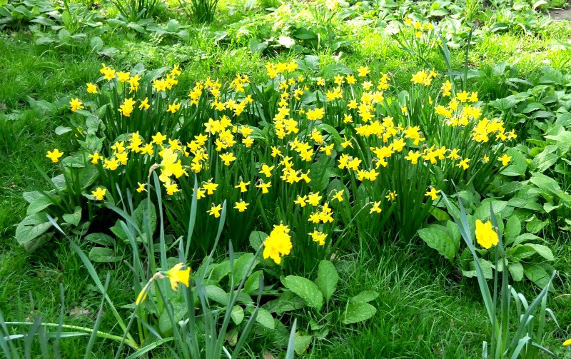 a
                                          whole host of daffodils