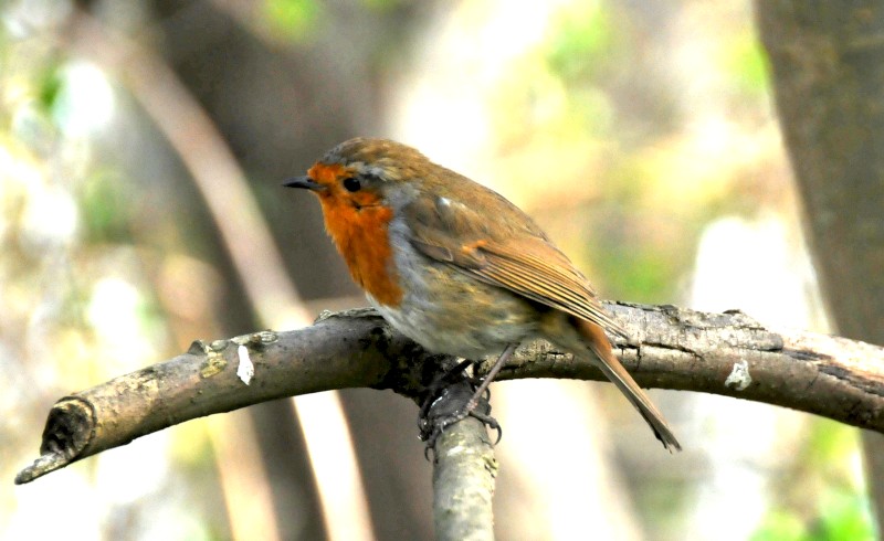 same
                                          robin - different pose