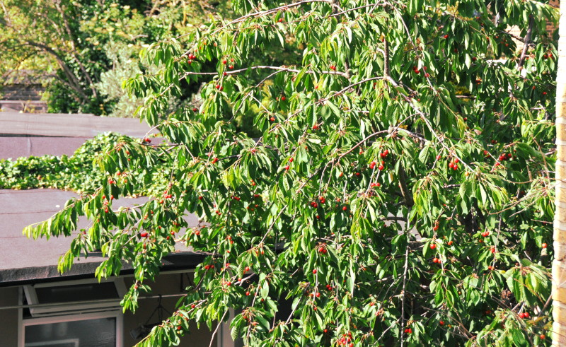 Cherry tree (next door)