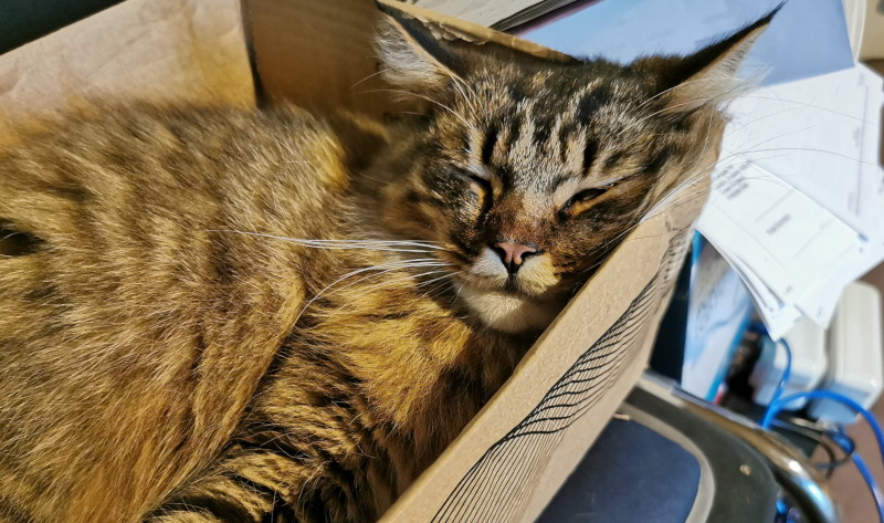 almost asleep, but still
                                          keeping one eye slightly open