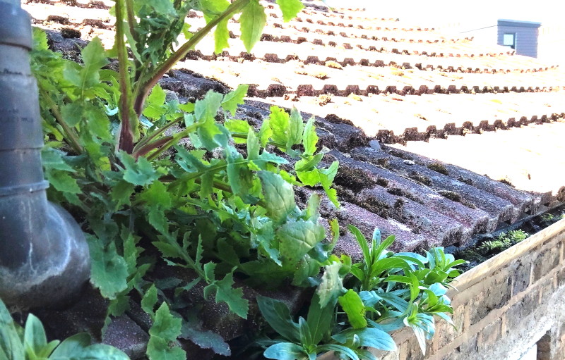 luxuriant growth where it was
                                      not wanted