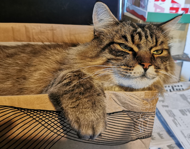 Cous
                                          Cous the cat