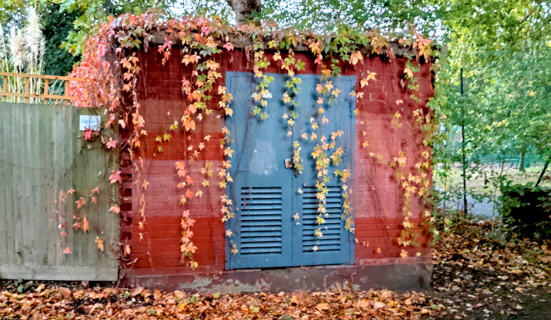 colourful leaves