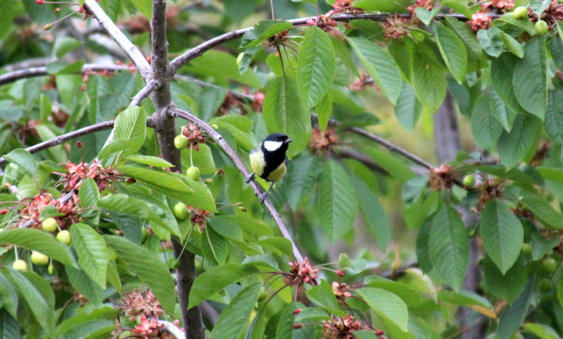 great tit