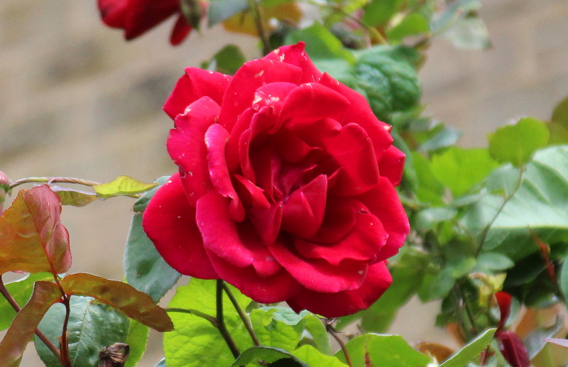 large red rose