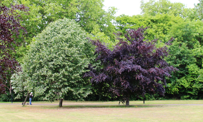 green and purple trees