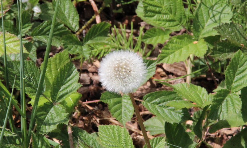 Dandelion puff ball