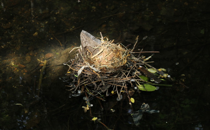 empty nest