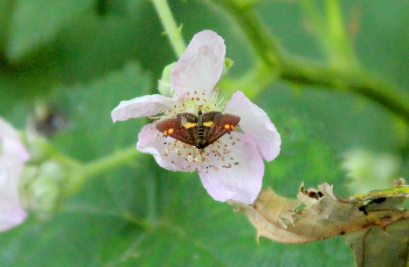 Blackberry flower and
                                          small moth or butterfly