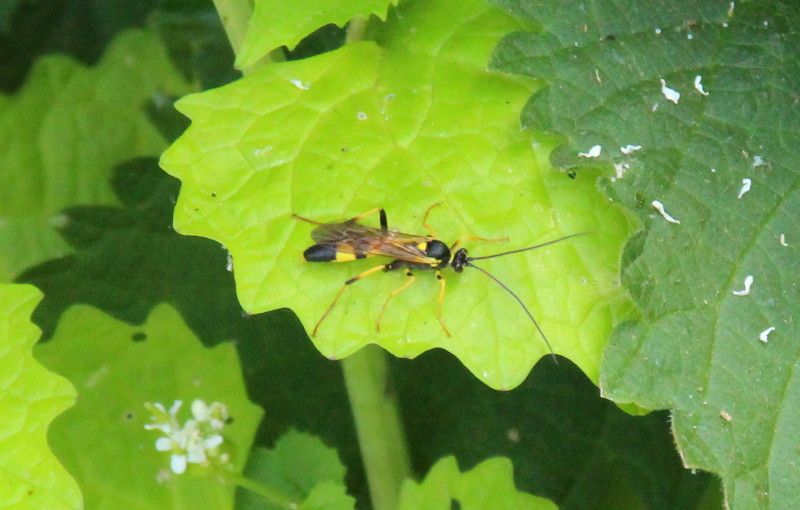 yellow jacket - or
                                          possibly not