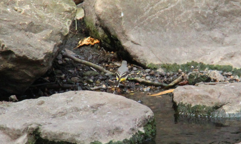 Grey
                                          wagtail