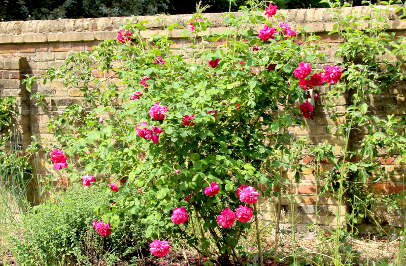 Rose
                                          bush