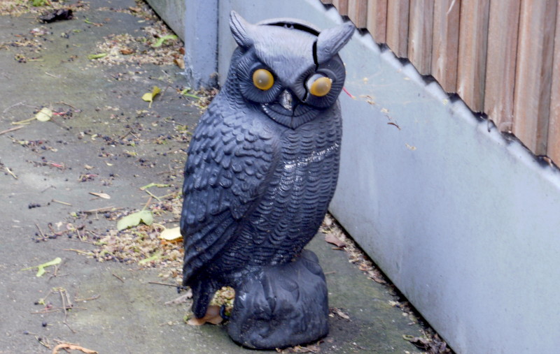 pub garden owl