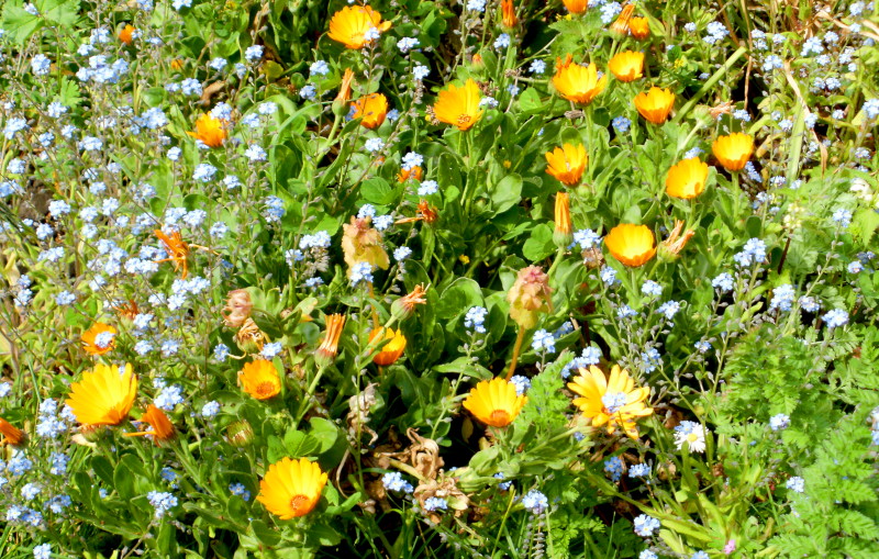 brilliant gold
                                              flowers