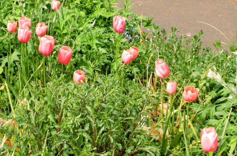 pink tulips