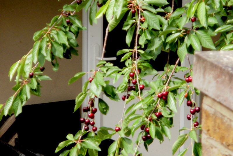 ripe
                                          cherries