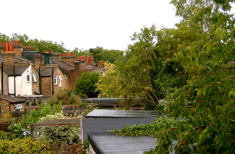 view
                                          from the back window